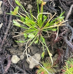 Isolepis levynsiana (Tiny Flat-sedge) at Breadalbane, NSW - 5 Oct 2024 by JaneR