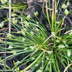 Isolepis cernua at Breadalbane, NSW - 5 Oct 2024