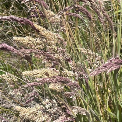 Holcus lanatus (Yorkshire Fog) at Breadalbane, NSW - 5 Oct 2024 by JaneR