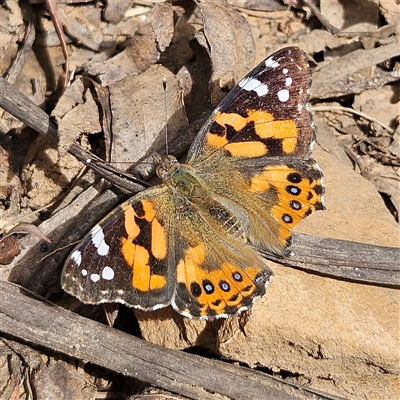 Vanessa kershawi (Australian Painted Lady) at Monga, NSW - 6 Oct 2024 by MatthewFrawley