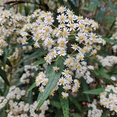 Olearia lirata (Snowy Daisybush) at Monga, NSW - 6 Oct 2024 by MatthewFrawley