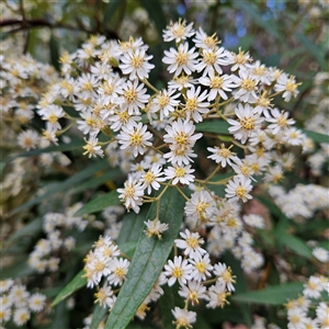 Olearia lirata at Monga, NSW - 6 Oct 2024 01:27 PM