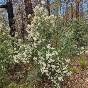 Olearia lirata at Monga, NSW - 6 Oct 2024 01:27 PM