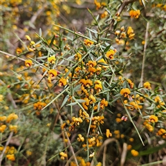 Daviesia ulicifolia subsp. ulicifolia (Gorse Bitter-pea) at Monga, NSW - 6 Oct 2024 by MatthewFrawley