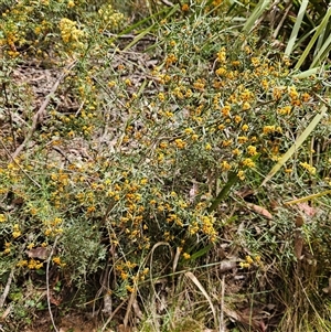 Daviesia ulicifolia subsp. ulicifolia at Monga, NSW - 6 Oct 2024