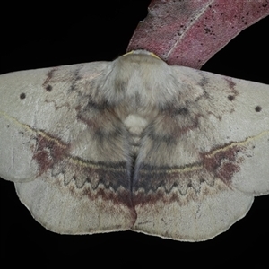 Anthela varia at Bulli, NSW - 5 Oct 2024 10:48 PM