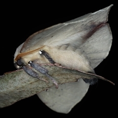 Anthela varia at Bulli, NSW - 5 Oct 2024 10:48 PM
