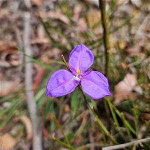 Patersonia glabrata at Monga, NSW - 6 Oct 2024