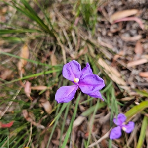 Patersonia glabrata at Monga, NSW - 6 Oct 2024