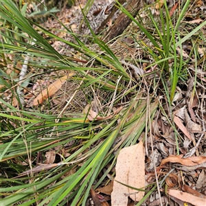 Patersonia glabrata at Monga, NSW - 6 Oct 2024