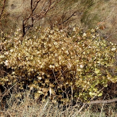 Dodonaea viscosa at Telfer, WA - 30 Aug 2024 by Paul4K