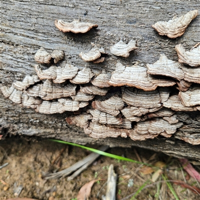 Trametes versicolor at Monga, NSW - 6 Oct 2024 by MatthewFrawley