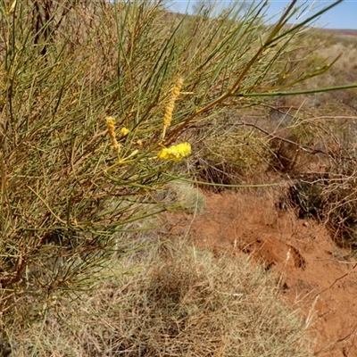 Unidentified Wattle at Telfer, WA - 30 Aug 2024 by Paul4K