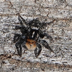 Euophryinae sp.(Undescribed) (subfamily) (A jumping spider) at Hall, ACT - 6 Oct 2024 by Anna123