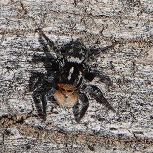 Euophryinae sp.(Undescribed) (subfamily) at Hall, ACT - 6 Oct 2024 01:23 PM