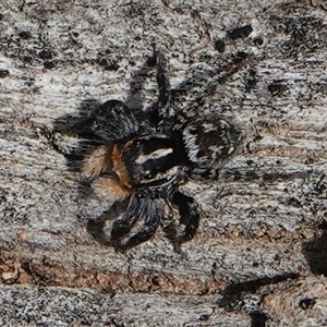 Euophryinae sp.(Undescribed) (subfamily) at Hall, ACT - 6 Oct 2024 01:23 PM