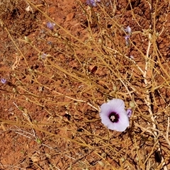 Gossypium australe at Telfer, WA - 30 Aug 2024 by Paul4K