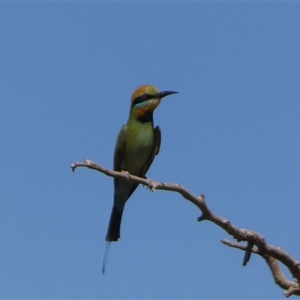 Merops ornatus (Rainbow Bee-eater) at Telfer, WA by Paul4K