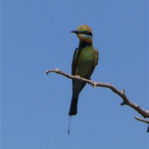 Merops ornatus at Telfer, WA - 30 Aug 2024 02:51 PM