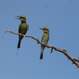 Merops ornatus at Telfer, WA - 30 Aug 2024 02:51 PM