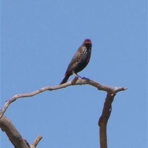 Emblema pictum (Painted Finch) at Telfer, WA by Paul4K