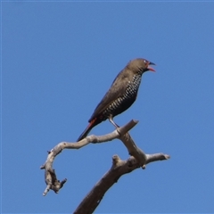 Emblema pictum at Telfer, WA - 30 Aug 2024