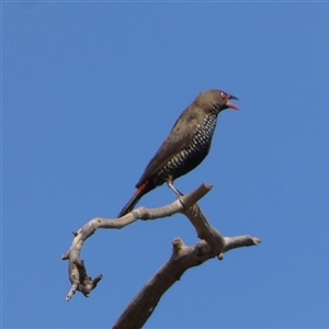 Emblema pictum at Telfer, WA - 30 Aug 2024 02:52 PM