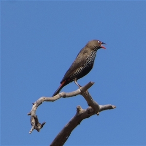 Emblema pictum at Telfer, WA - 30 Aug 2024