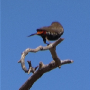 Emblema pictum at Telfer, WA - 30 Aug 2024