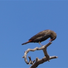 Emblema pictum at Telfer, WA - 30 Aug 2024