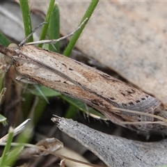 Faveria tritalis (Couchgrass Webworm) at Hall, ACT - 6 Oct 2024 by Anna123