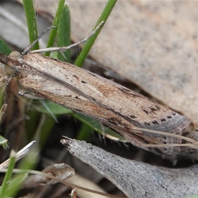 Faveria tritalis (Couchgrass Webworm) at Hall, ACT - 6 Oct 2024 by Anna123