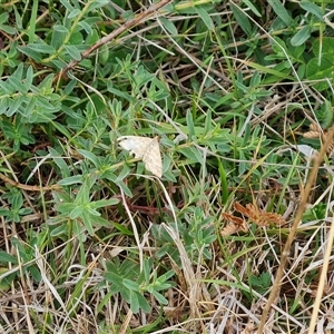 Scopula rubraria at Macarthur, ACT - 6 Oct 2024