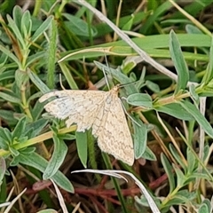 Scopula rubraria at Macarthur, ACT - 6 Oct 2024