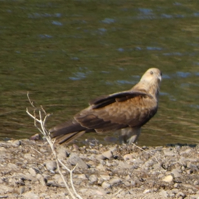 Haliastur sphenurus (Whistling Kite) at Marble Bar, WA - 30 Aug 2024 by Paul4K