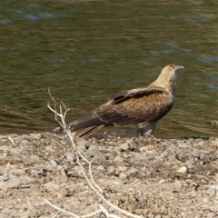 Haliastur sphenurus at Marble Bar, WA - 30 Aug 2024