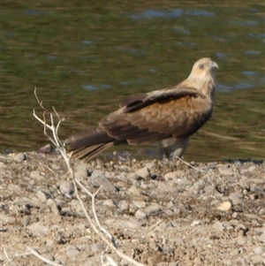 Haliastur sphenurus at Marble Bar, WA - 30 Aug 2024