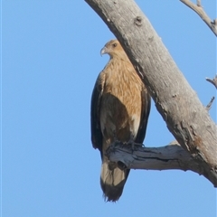 Haliastur sphenurus at Marble Bar, WA - 30 Aug 2024