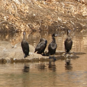 Phalacrocorax sulcirostris at Marble Bar, WA - 30 Aug 2024