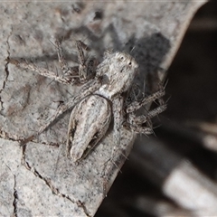 Oxyopes sp. (genus) (Lynx spider) at Hall, ACT - 6 Oct 2024 by Anna123