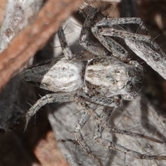 Oxyopes sp. (genus) at Hall, ACT - 6 Oct 2024 01:07 PM