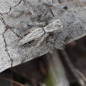 Oxyopes sp. (genus) at Hall, ACT - 6 Oct 2024 01:07 PM