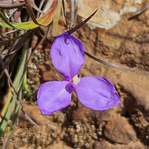 Patersonia glabrata at Monga, NSW - 6 Oct 2024