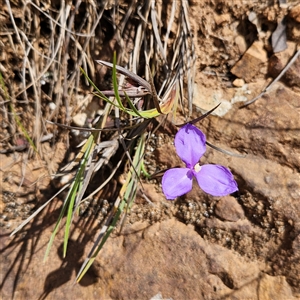 Patersonia glabrata at Monga, NSW - 6 Oct 2024