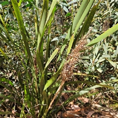 Lomandra longifolia (Spiny-headed Mat-rush, Honey Reed) at Monga, NSW - 6 Oct 2024 by MatthewFrawley