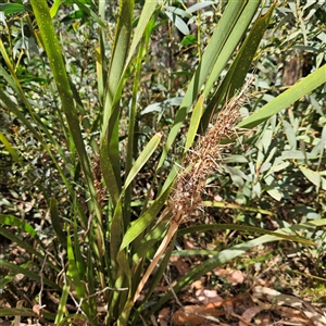 Lomandra longifolia at Monga, NSW - 6 Oct 2024