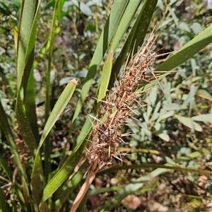 Lomandra longifolia at Monga, NSW - 6 Oct 2024