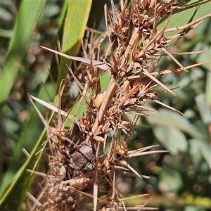 Lomandra longifolia at Monga, NSW - 6 Oct 2024