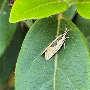 Thema chlorochyta at Latham, ACT - 3 Oct 2024 08:50 AM