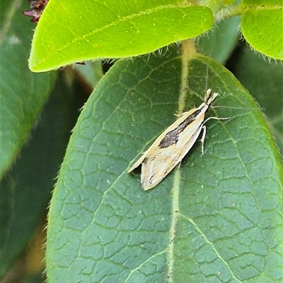 Thema chlorochyta (A Concealer moth) at Latham, ACT - 2 Oct 2024 by LD12